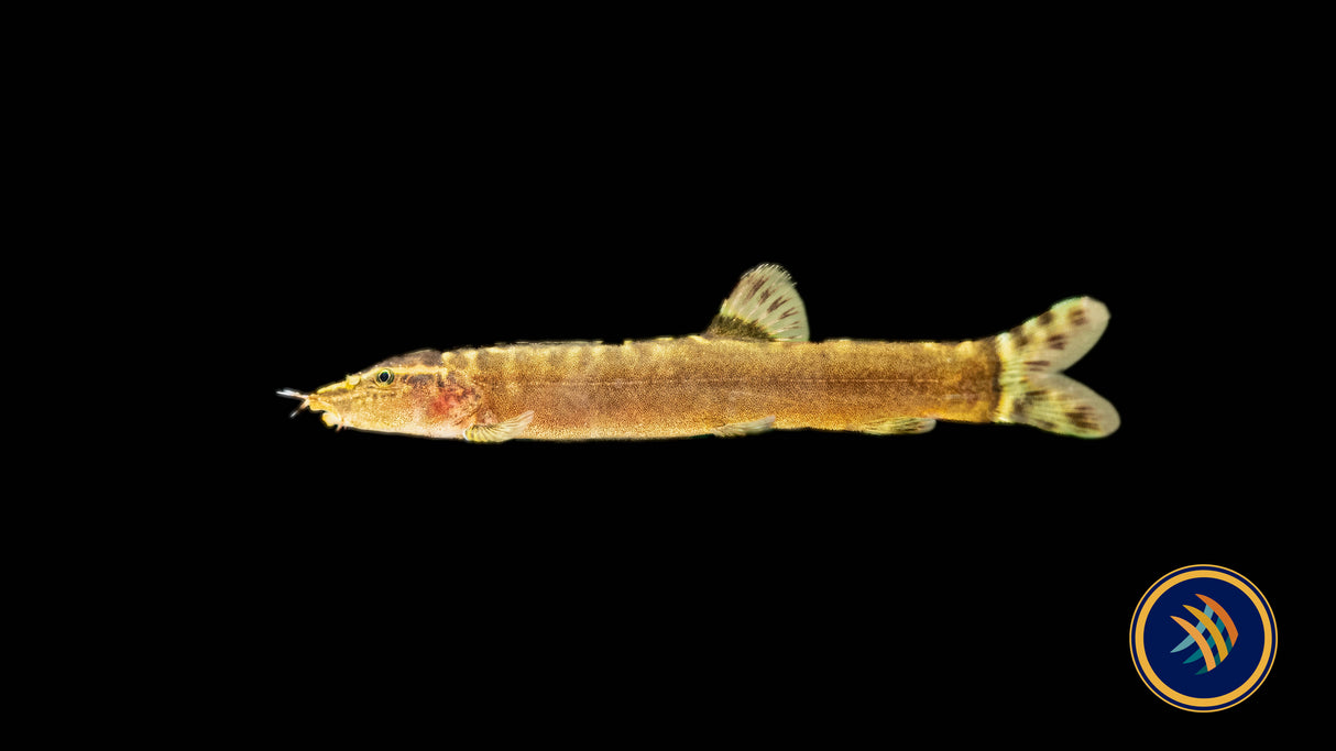 Guilin Loach (Leptobotia guilinensis) | Catfish Loaches & Plecos | Largest Tropical Fish Selection at Your Local Fish Store