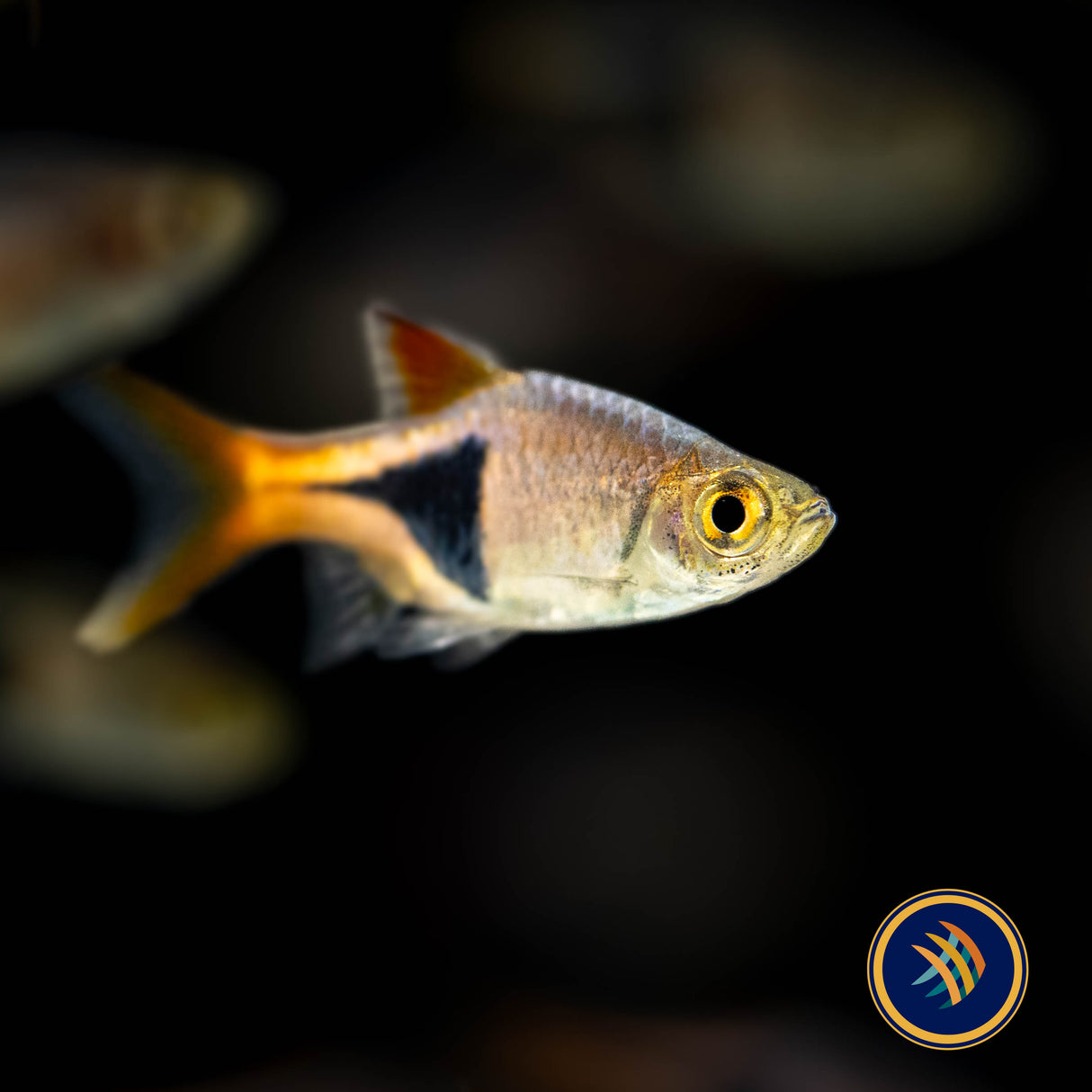 Harlequin Rasbora (Trigonostigma heteromorpha) 2-2.5cm | Tetras Rasboras & Pencilfish | Largest Tropical Fish Selection at Your Local Fish Store