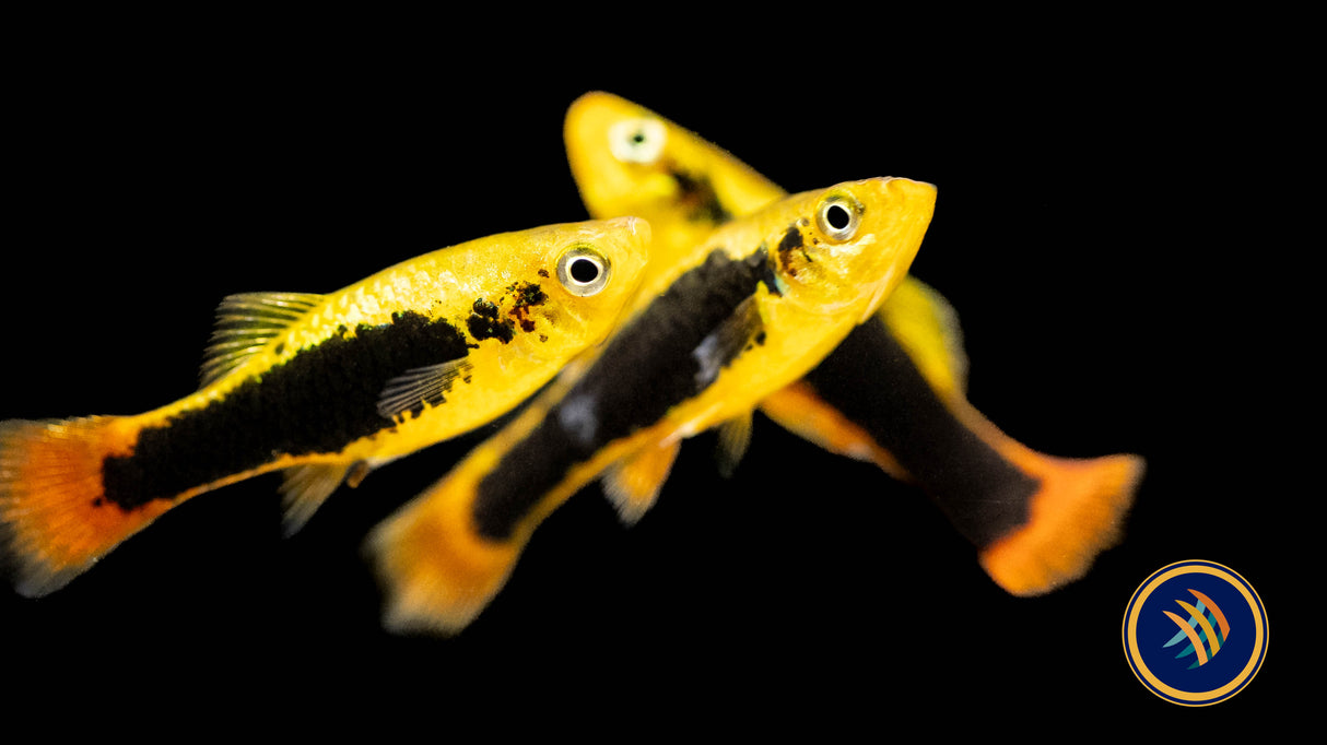 Hawaii Platy (Variatus) 3.5-4cm | Livebearers | Largest Tropical Fish Selection at Your Local Fish Store