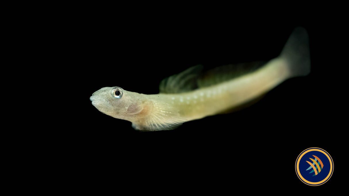 High Fin Rainbow Goby (Sicyopus cebuensis) | Catfish Loaches & Plecos | Largest Tropical Fish Selection at Your Local Fish Store