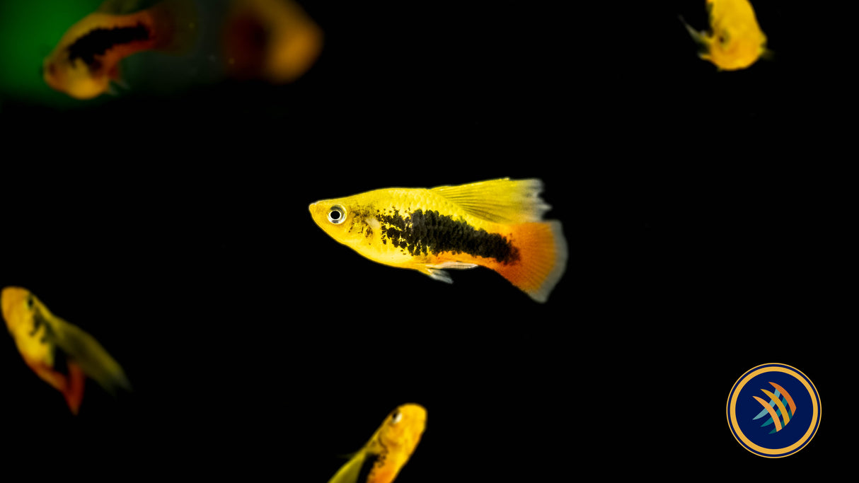 Premium Assorted Highfin Variatus Platy (Xiphophorus variatus) | Livebearers | Largest Tropical Fish Selection at Your Local Fish Store