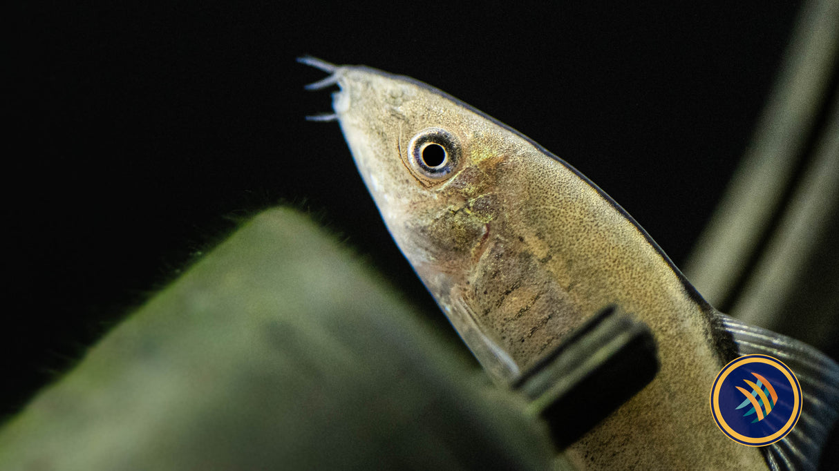 Hora's Skunk Loach (Yasuhikotakia morleti) | Catfish Loaches & Plecos | Largest Tropical Fish Selection at Your Local Fish Store