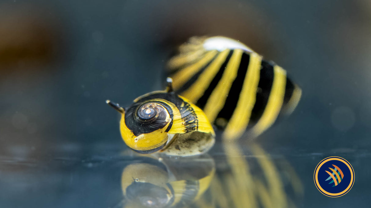 Horned Nerite Snail (Clithon sp.) | Snails Shrimp Crayfish Crabs | Largest Tropical Fish Selection at Your Local Fish Store