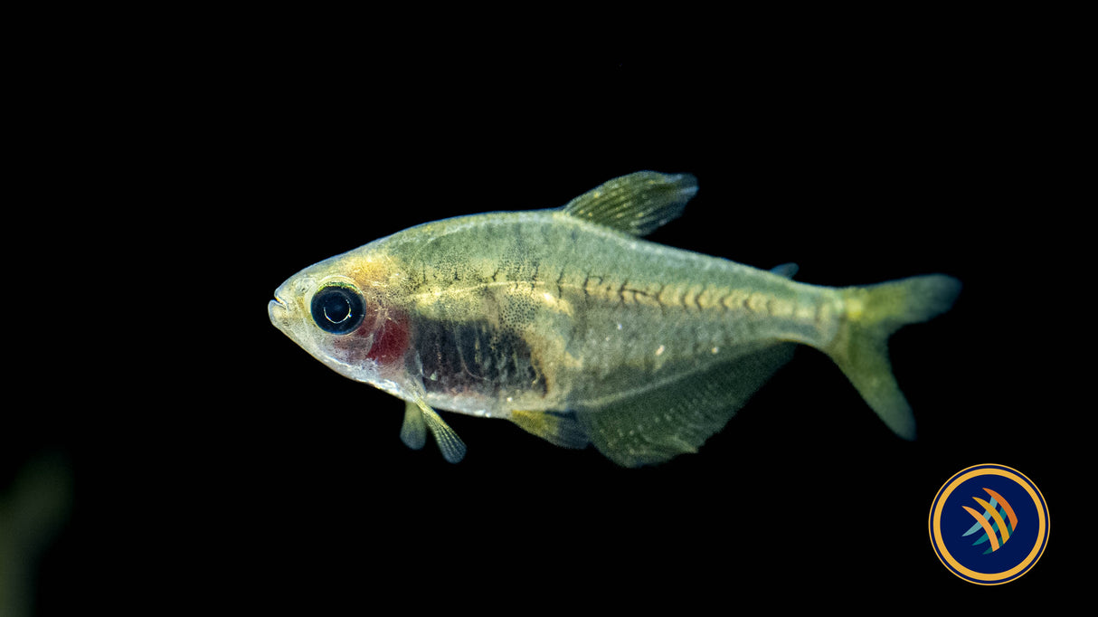 Hyphessobrycon Bifasciatus 'Ghost' | Tetras Rasboras & Pencilfish | Largest Tropical Fish Selection at Your Local Fish Store