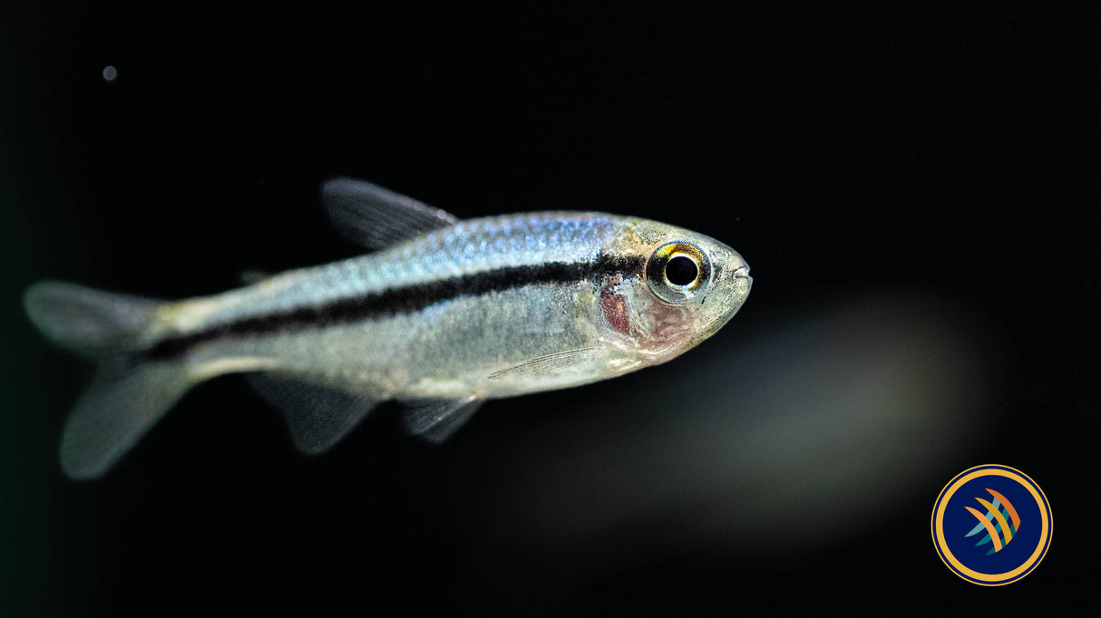 Imperial Lapis Tetra 2.5cm | Tetras Rasboras & Pencilfish | Largest Tropical Fish Selection at Your Local Fish Store