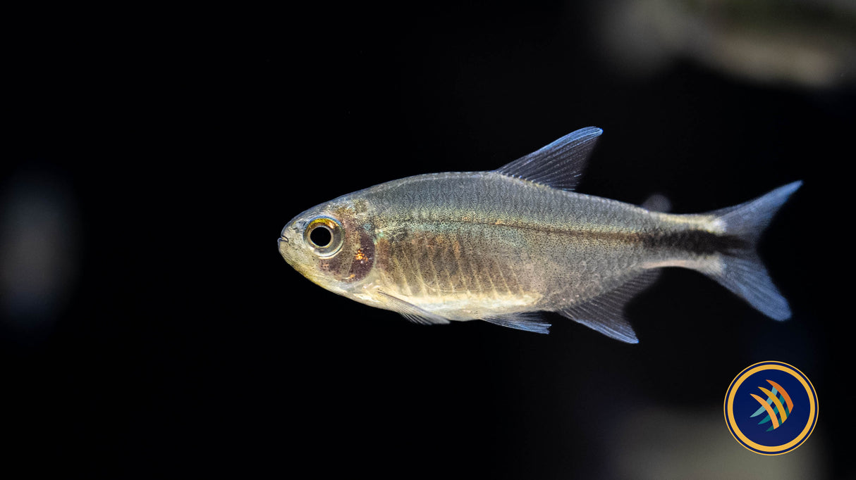 Hyphessobrycon Infernalis 'Infernal Tetra' (Aquarium Glaser) (Female) | Tetras Rasboras & Pencilfish | Largest Tropical Fish Selection at Your Local Fish Store