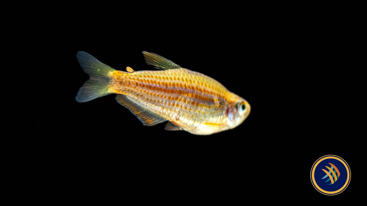 Scratched Inpa Tetra (Inpaichthys parauapiranga) - Locally Bred - Medium | Tetras Rasboras & Pencilfish | Largest Tropical Fish Selection at Your Local Fish Store