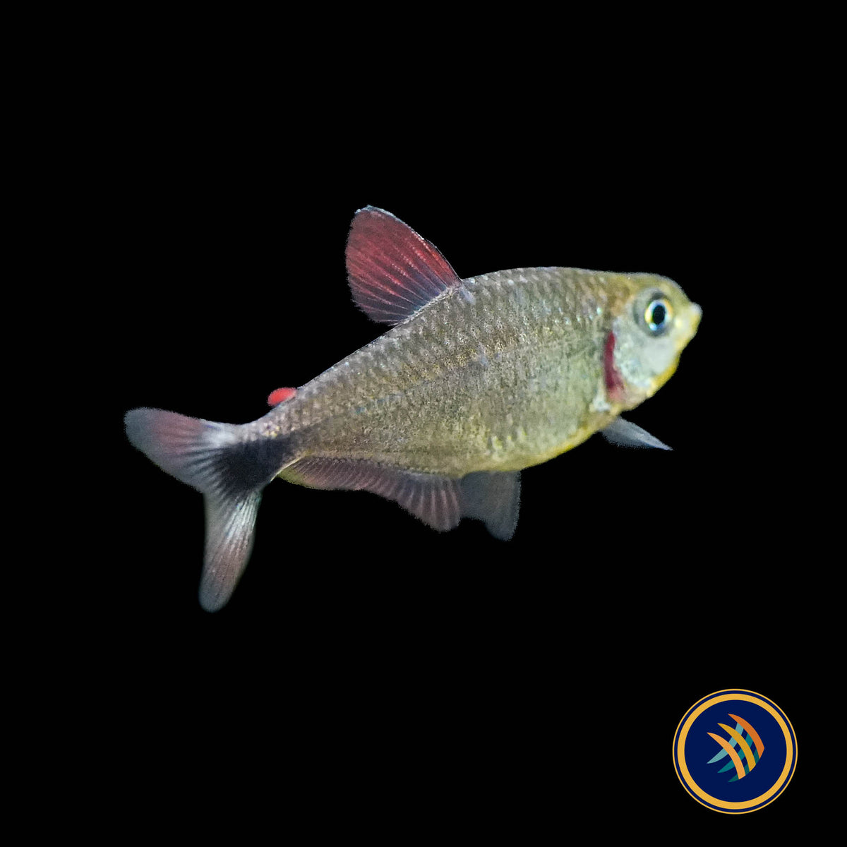 Junior Tetra (Hyphessobrycon robustulus)
