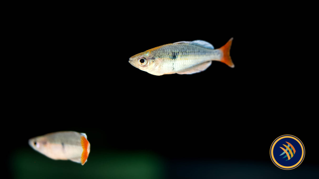 Kali Tawa Rainbowfish (Melanotaenia sp.) | Rainbowfish Killifish & Danios | Largest Tropical Fish Selection at Your Local Fish Store
