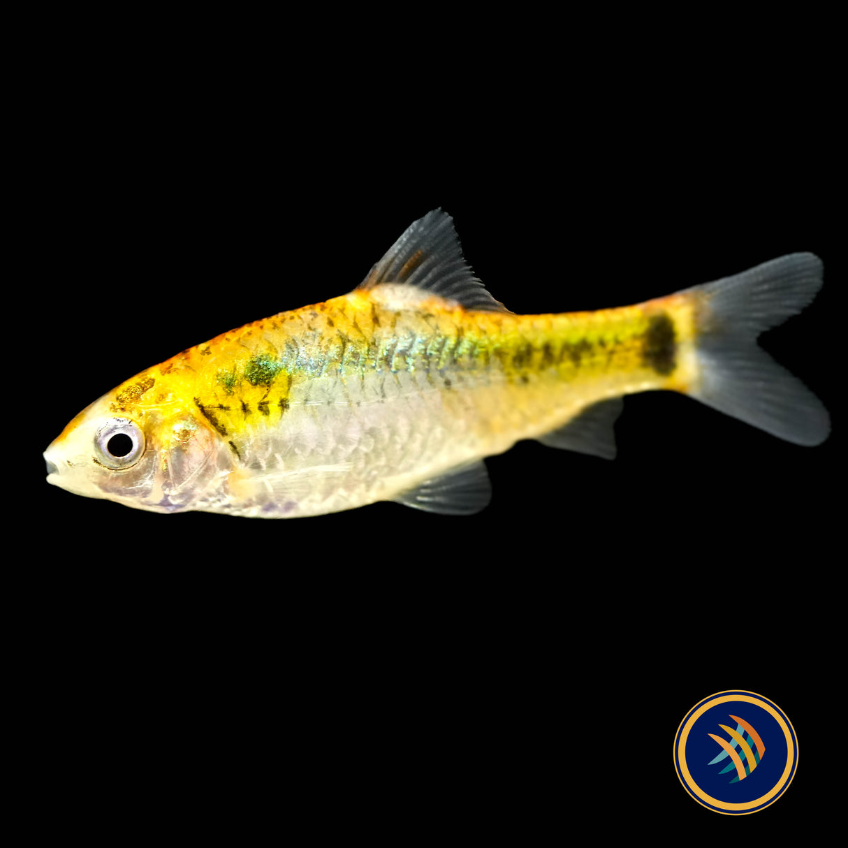Koi Gold Barb (Barbus schuberti "Koi") Aquarium Glaser Sm-Med | Goldfish Barbs & Minnows | Largest Tropical Fish Selection at Your Local Fish Store