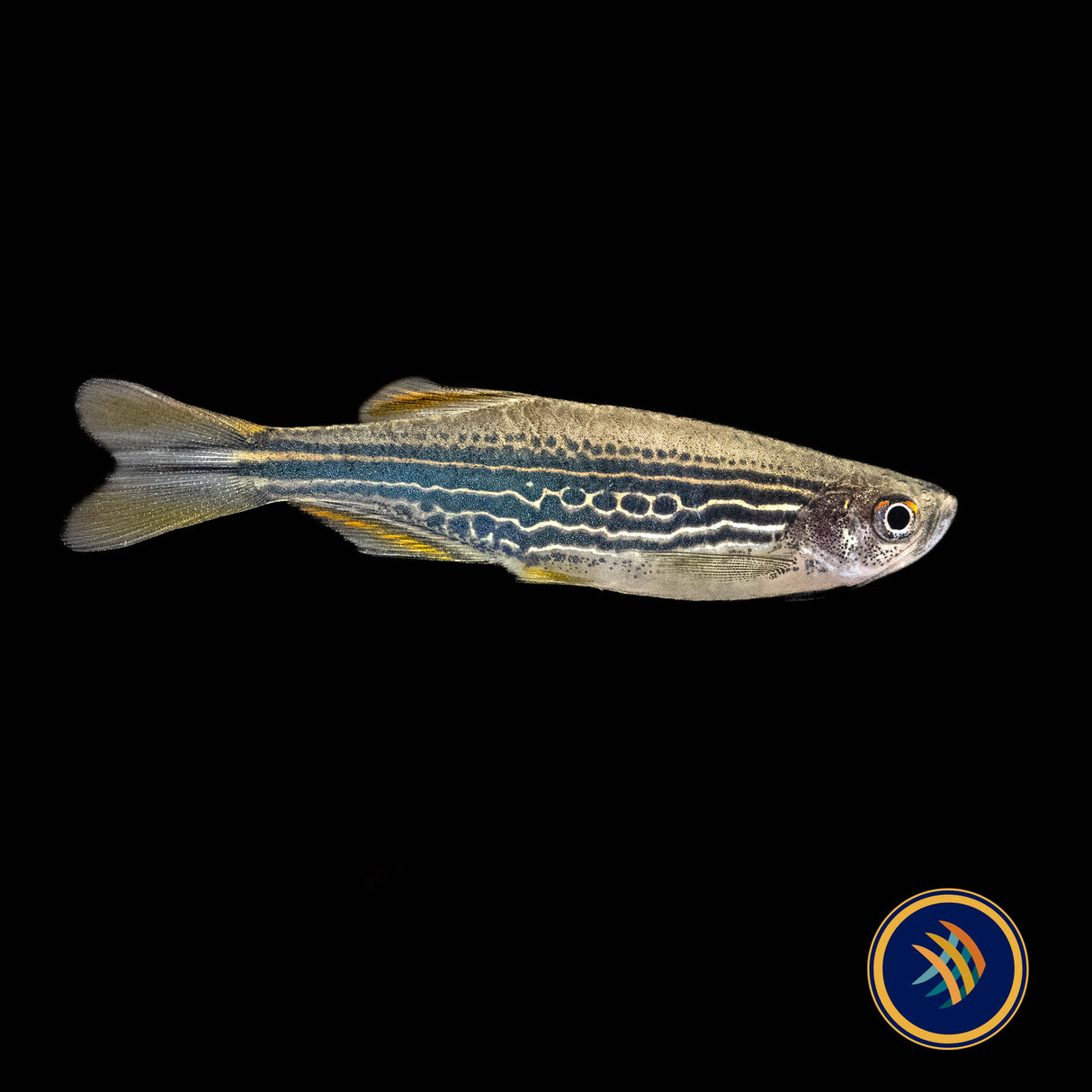 Kyathit Danio | Rainbowfish Killifish & Danios | Largest Tropical Fish Selection at Your Local Fish Store