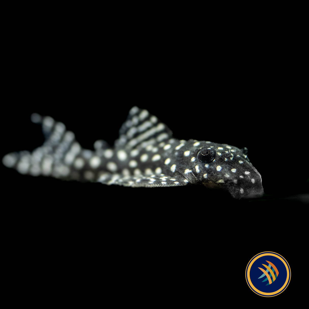 L136b Hypancistrus Pleco (PlecoCeramics) | Catfish Loaches & Plecos | Largest Tropical Fish Selection at Your Local Fish Store