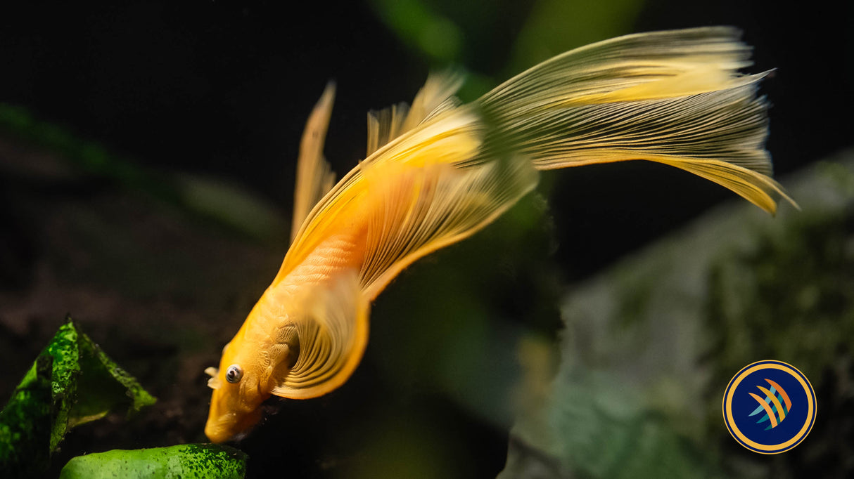 L144 Longfin Lemon Blue Eye Bristlenose Pleco (Ancistrus sp. L144) | Catfish Loaches & Plecos | Largest Tropical Fish Selection at Your Local Fish Store