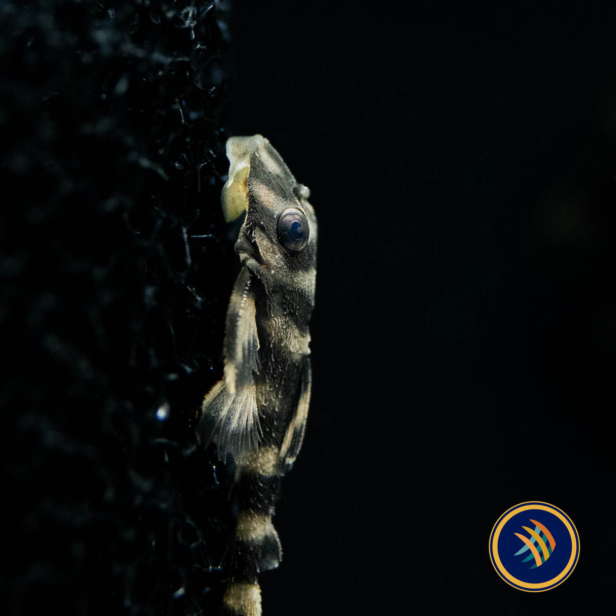 L168 Atabapo Butterfly Pleco (Dekeyseria picta) | Catfish Loaches & Plecos | Largest Tropical Fish Selection at Your Local Fish Store