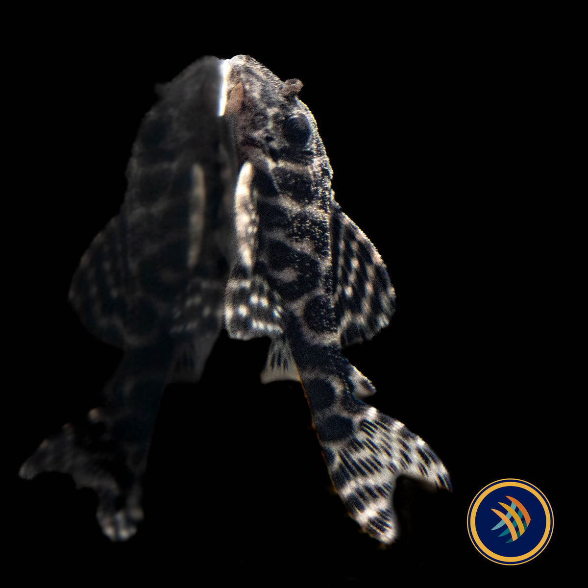 L236 Hypancistrus Pleco 2.5"-3" (Locally Bred) | Catfish Loaches & Plecos | Largest Tropical Fish Selection at Your Local Fish Store