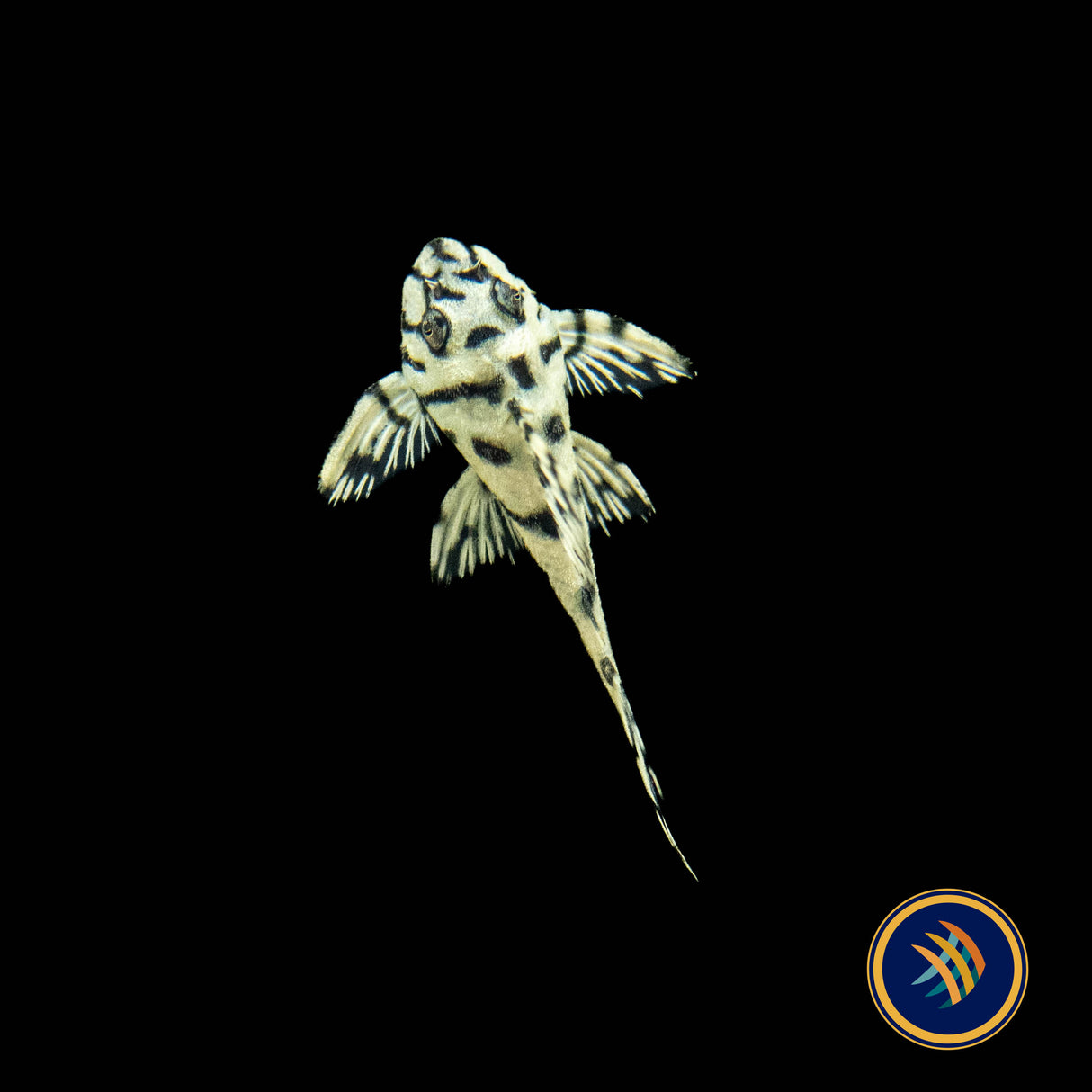 L236 Super Yellow Hypancistrus Pleco (PlecoCeramics) | Catfish Loaches & Plecos | Largest Tropical Fish Selection at Your Local Fish Store