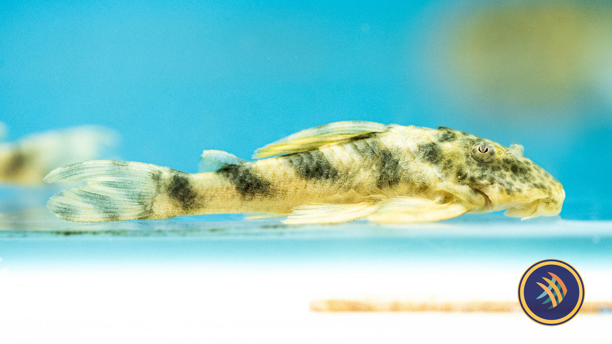 L243 Peckoltia Orange Tiger Pleco (Peckoltia wernekei) | Catfish Loaches & Plecos | Largest Tropical Fish Selection at Your Local Fish Store