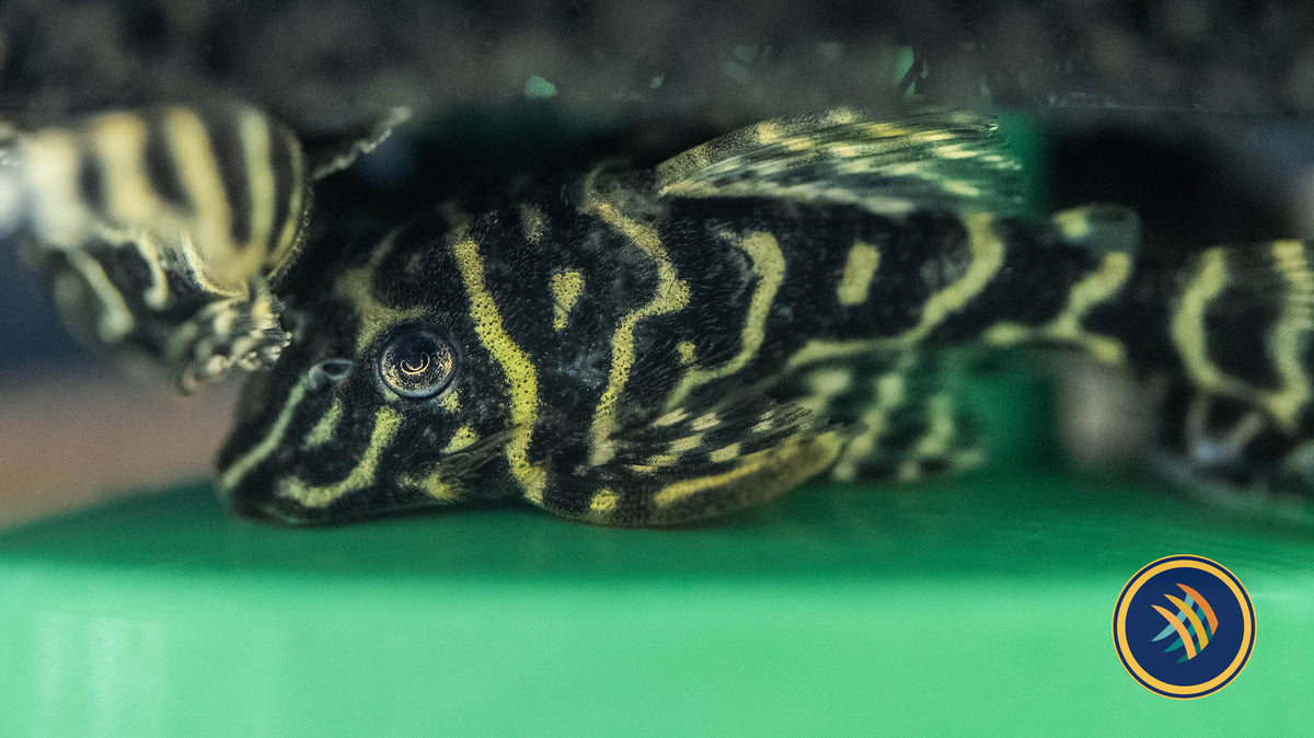 L340 Mega Clown Pleco (Hypancistrus sp.) 7-8cm | Catfish Loaches & Plecos | Largest Tropical Fish Selection at Your Local Fish Store