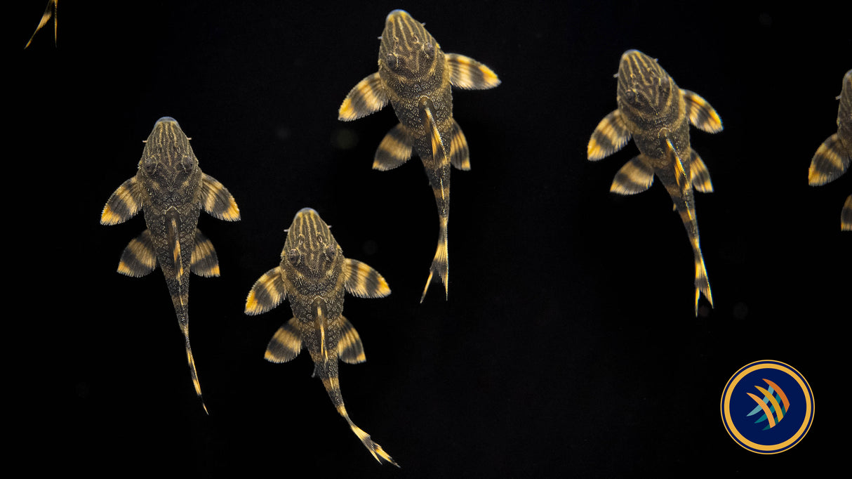 L398 Pleco 2" | Catfish Loaches & Plecos | Largest Tropical Fish Selection at Your Local Fish Store