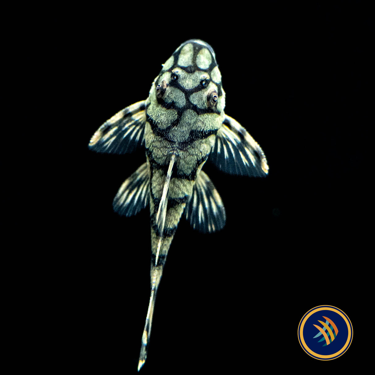 L519 Ancistrus Kiefneri "Honeycomb" Bristlenose Pleco (Plecoceramics) | Catfish Loaches & Plecos | Largest Tropical Fish Selection at Your Local Fish Store