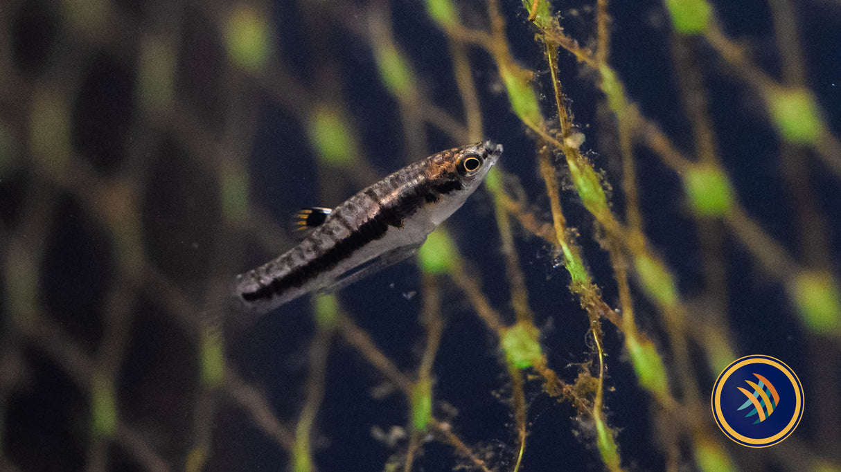 Least Killifish (Heterandria formosa) Medium (Aquarium Glaser) | Livebearers | Largest Tropical Fish Selection at Your Local Fish Store