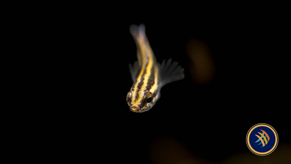 Linkei Liquorice Gourami (Parosphromenus linkei) 2.5-3cm | Cichlids Badis & Gouramis | Largest Tropical Fish Selection at Your Local Fish Store