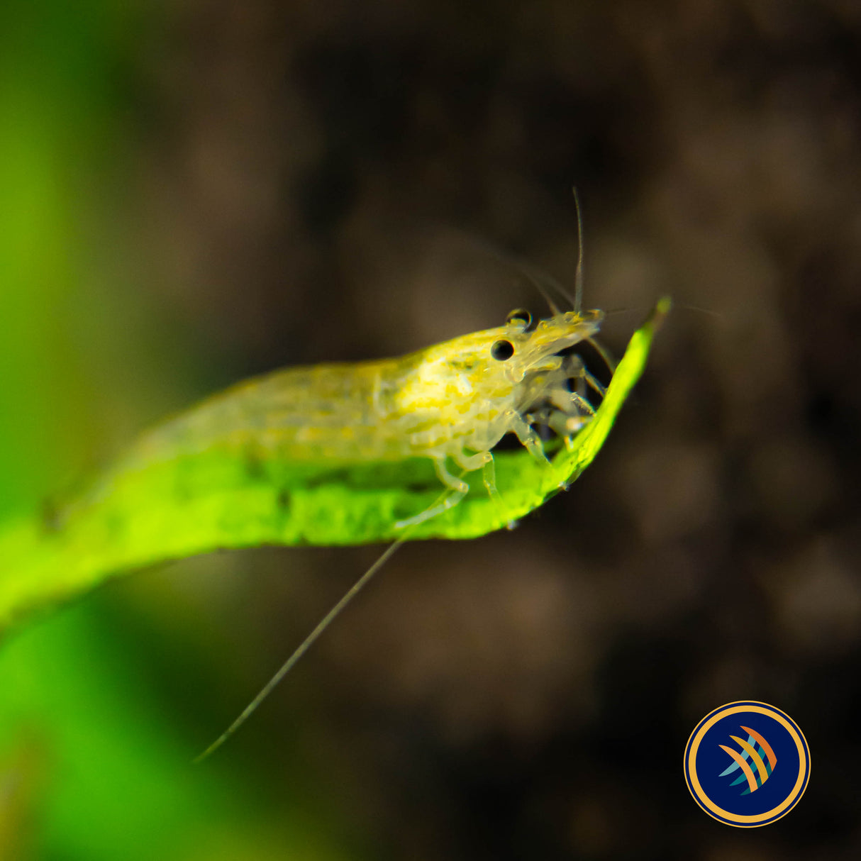 Lime Yellow Amano Shrimp (Caridina Japonica) | Snails Shrimp Crayfish Crabs | Largest Tropical Fish Selection at Your Local Fish Store