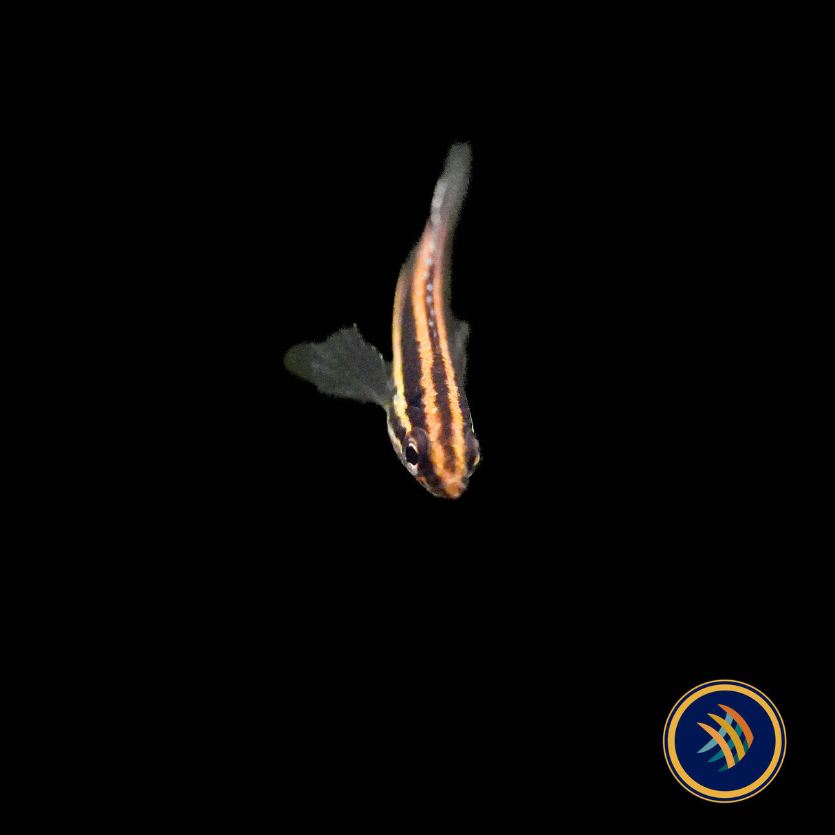 Liquorice Gourami (Parosphromenus phoenicurus)
