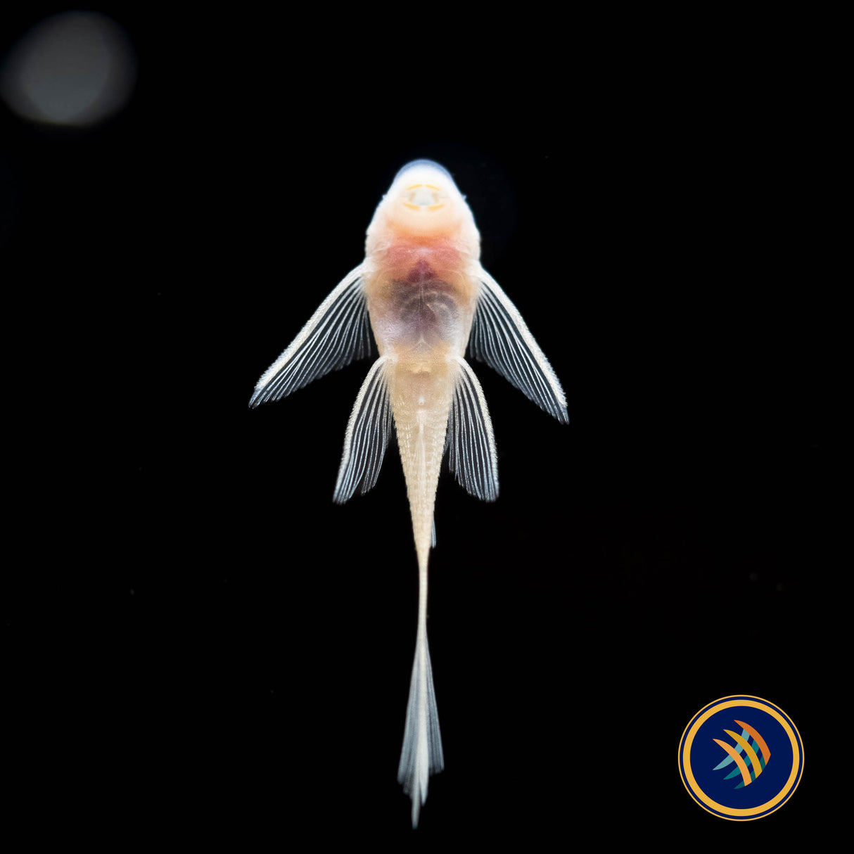 Snow White Long Fin Bristlenose (PlecoCeramics) | Catfish Loaches & Plecos | Largest Tropical Fish Selection at Your Local Fish Store