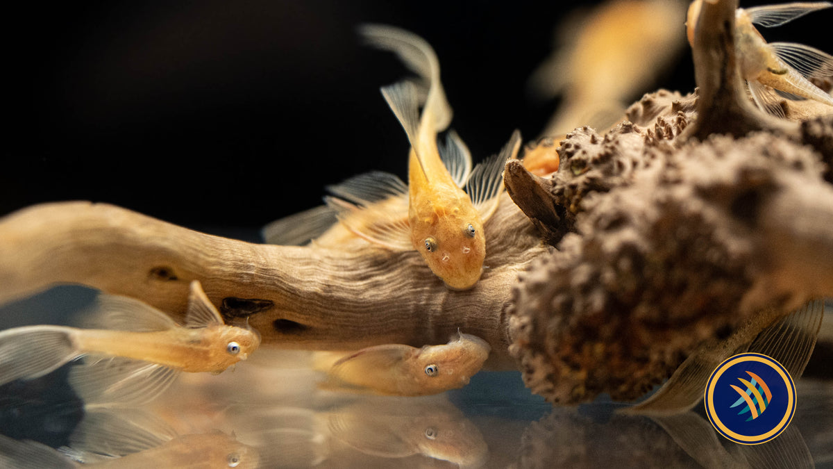 Super Red Long Fin Bristlenose Pleco (PlecoCeramics) | Catfish Loaches & Plecos | Largest Tropical Fish Selection at Your Local Fish Store