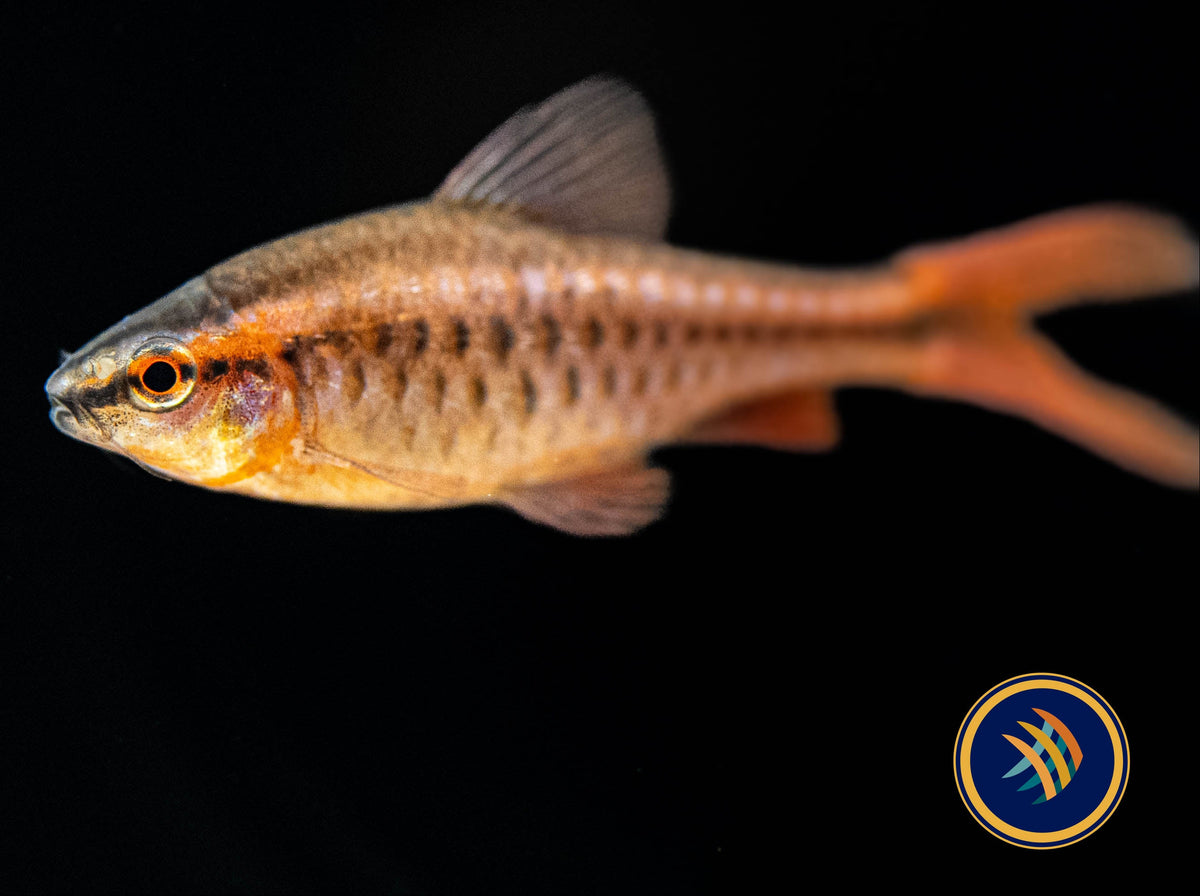Longfin Cherry Barb (Puntius titteya) | Goldfish Barbs & Minnows | Largest Tropical Fish Selection at Your Local Fish Store
