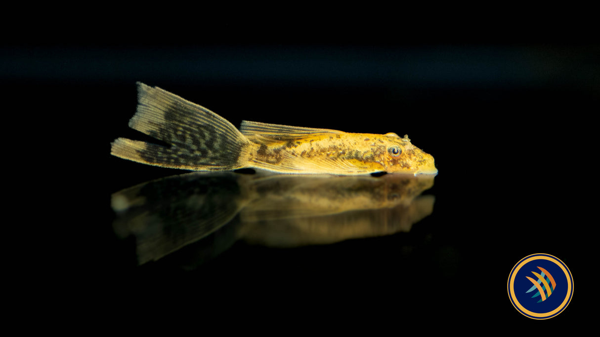 Calico Longfin Bristlenose Pleco 3-4cm | Catfish Loaches & Plecos | Largest Tropical Fish Selection at Your Local Fish Store
