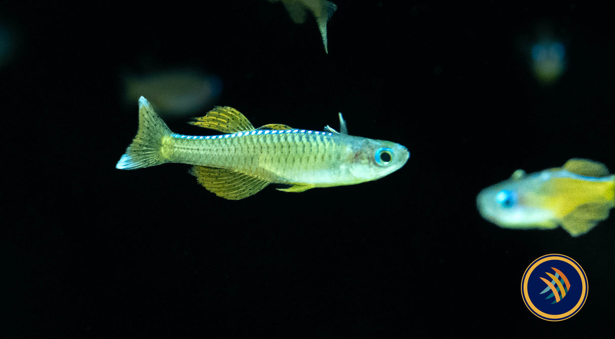 Red Neon Blue Eye Rainbow (Pseudomugil luminatus) 2cm | Rainbowfish Killifish & Danios | Largest Tropical Fish Selection at Your Local Fish Store