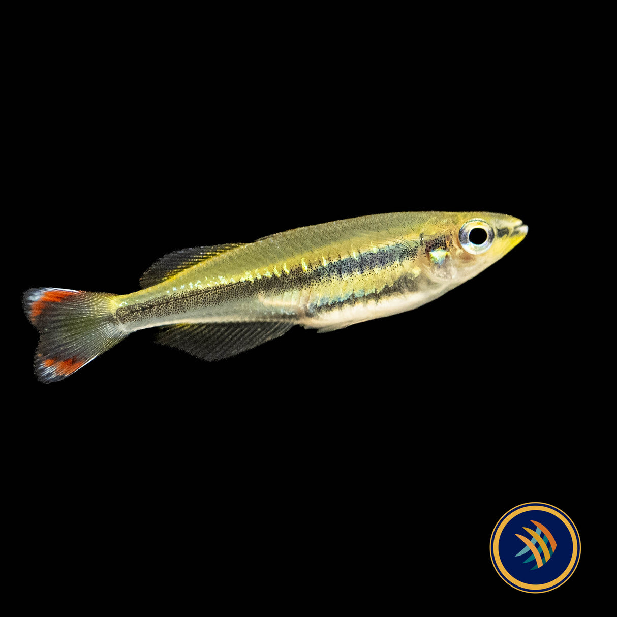 Madagascar Rainbowfish (Bedotia madagascariensis) 3cm | Rainbowfish Killifish & Danios | Largest Tropical Fish Selection at Your Local Fish Store