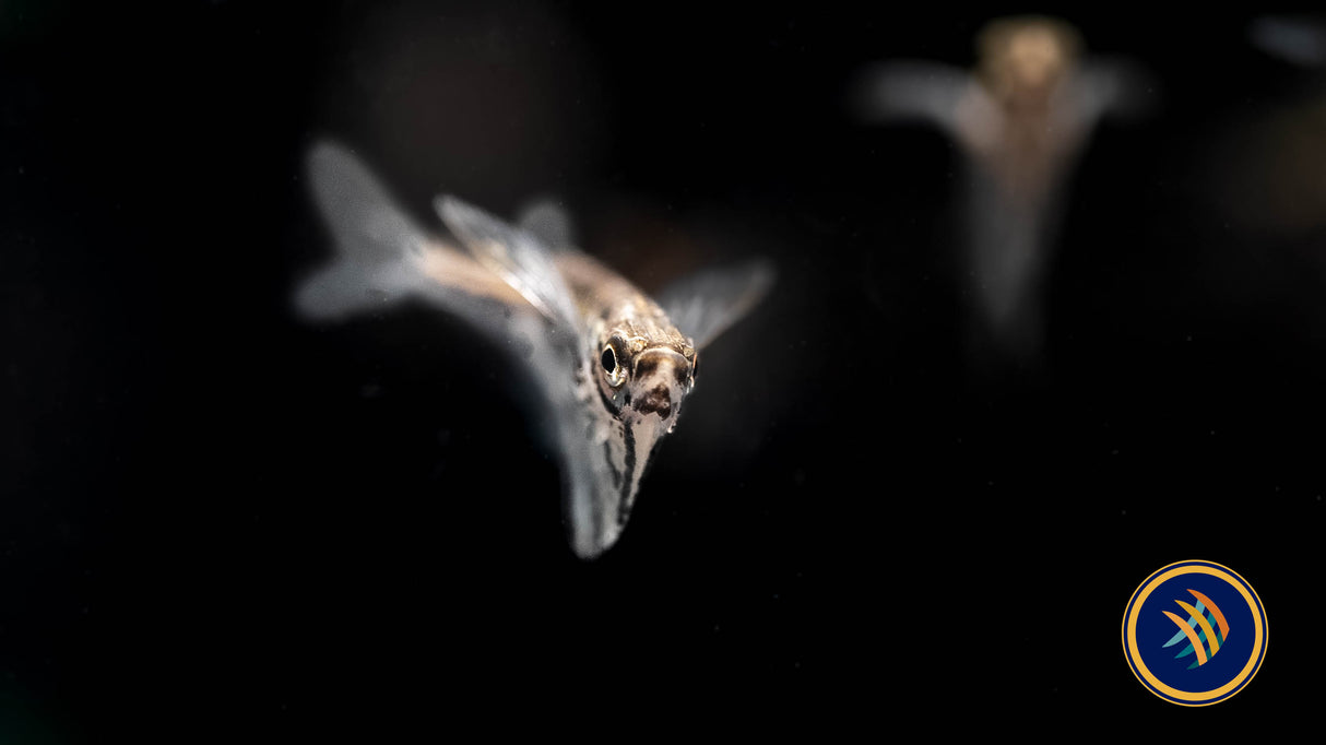 Marble Hatchet Fish (Carnegiella strigata) Large /X -Large (Aquarium Glaser) | Other Livestock | Largest Tropical Fish Selection at Your Local Fish Store