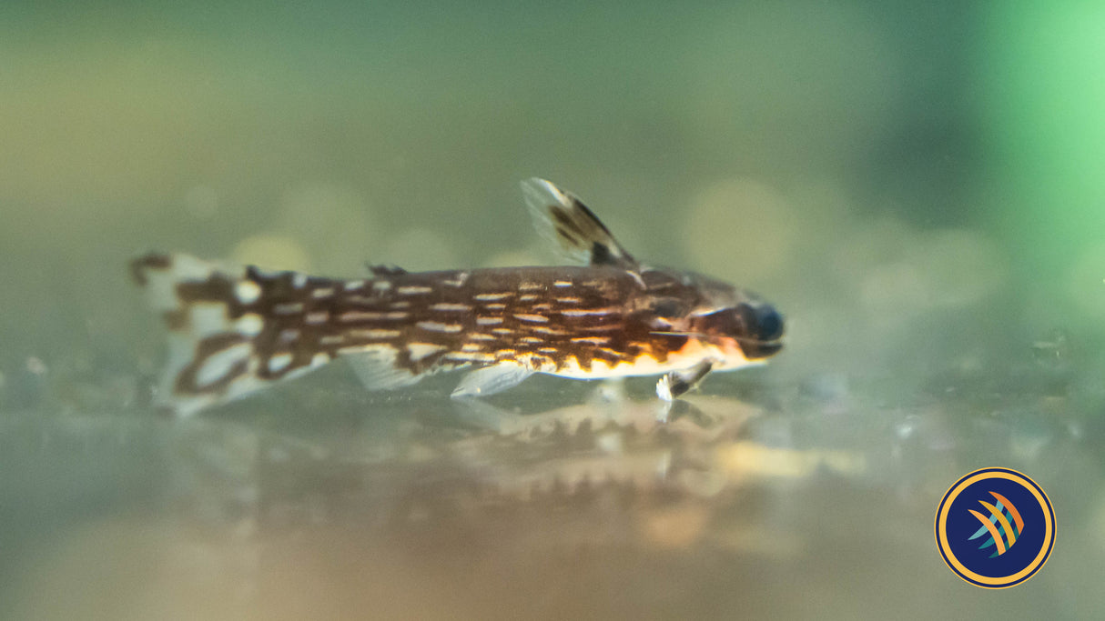 Milky Way Wood Catfish (Tatia galaxias) 3-4cm Aquarium Glaser | Catfish Loaches & Plecos | Largest Tropical Fish Selection at Your Local Fish Store