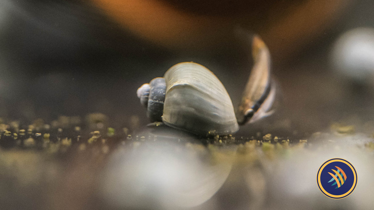 Mystery Snails | Snails Shrimp Crayfish Crabs | Largest Tropical Fish Selection at Your Local Fish Store