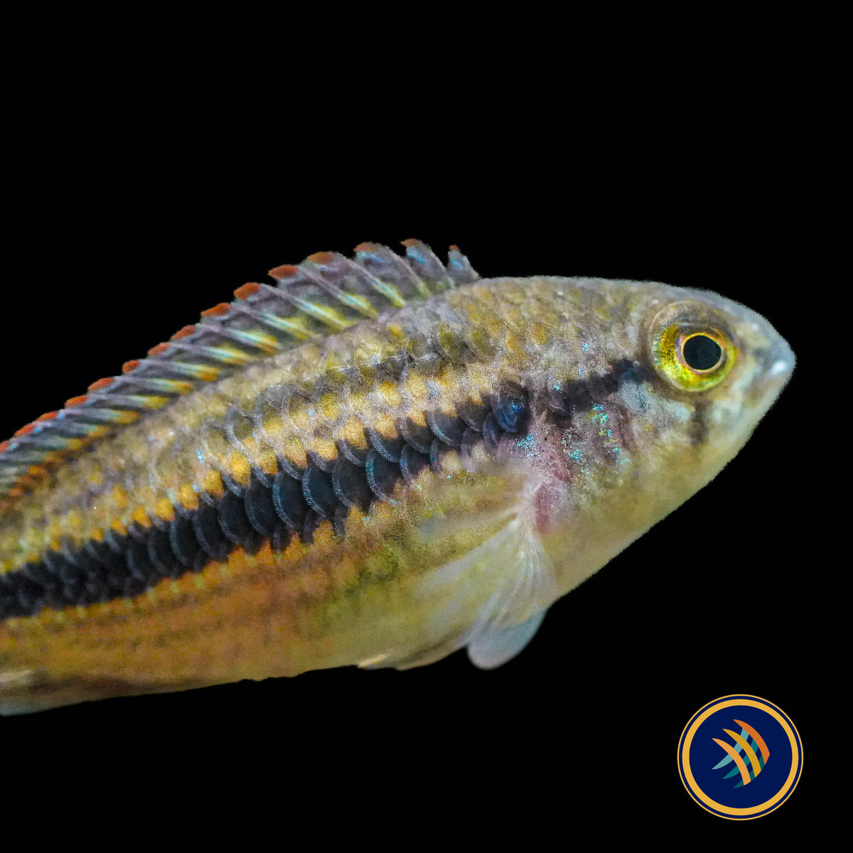 Nannacara sp. "Sourourou"
