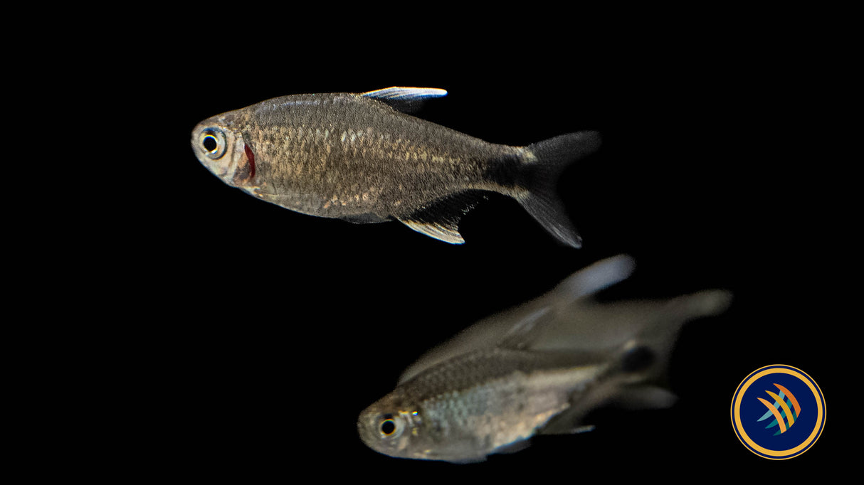 Nego Dagua Tetra (Hyphessobrycon Negodagua) Locally Bred | Tetras Rasboras & Pencilfish | Largest Tropical Fish Selection at Your Local Fish Store