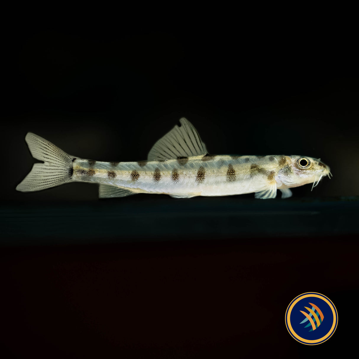 Nemacheilus corica (Wild) 3-5cm Aquarium Glaser | Catfish Loaches & Plecos | Largest Tropical Fish Selection at Your Local Fish Store