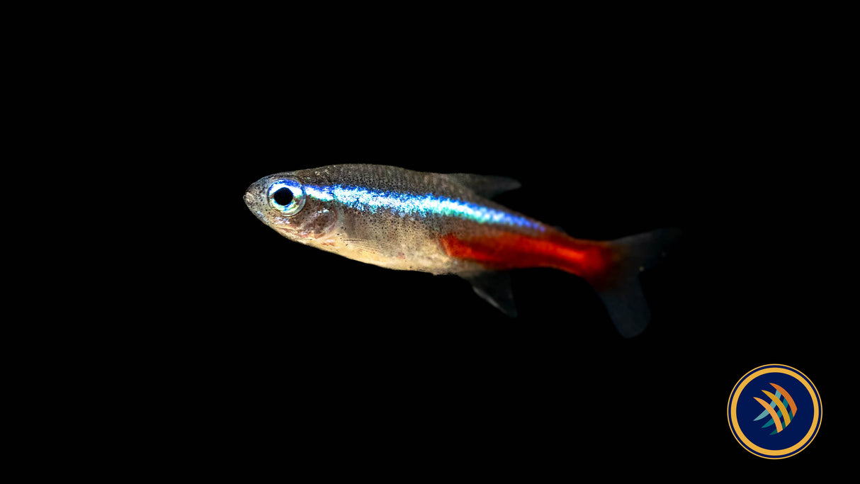 Neon Tetra (Paracheirodon innesi) 2.3-2.8cm | Tetras Rasboras & Pencilfish | Largest Tropical Fish Selection at Your Local Fish Store