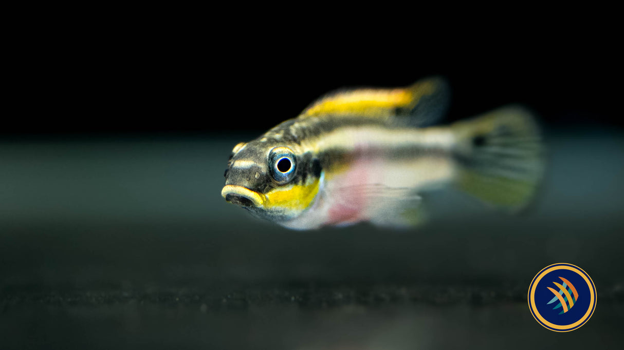 Nigerian Red Kribensis (Pelvicachromis taeniatus) Small (locally bred) | Cichlids Badis & Gouramis | Largest Tropical Fish Selection at Your Local Fish Store