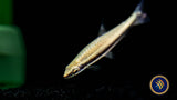 One Lined Pencilfish (Nannostomus Unifaciata)