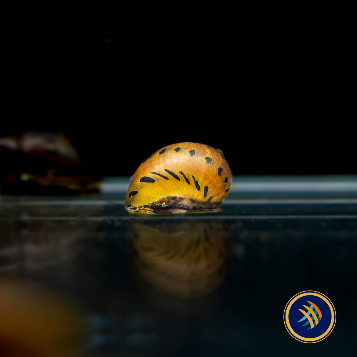 Onion Nerite Snail (Medium) Aquarium Glaser | Snails Shrimp Crayfish Crabs | Largest Tropical Fish Selection at Your Local Fish Store