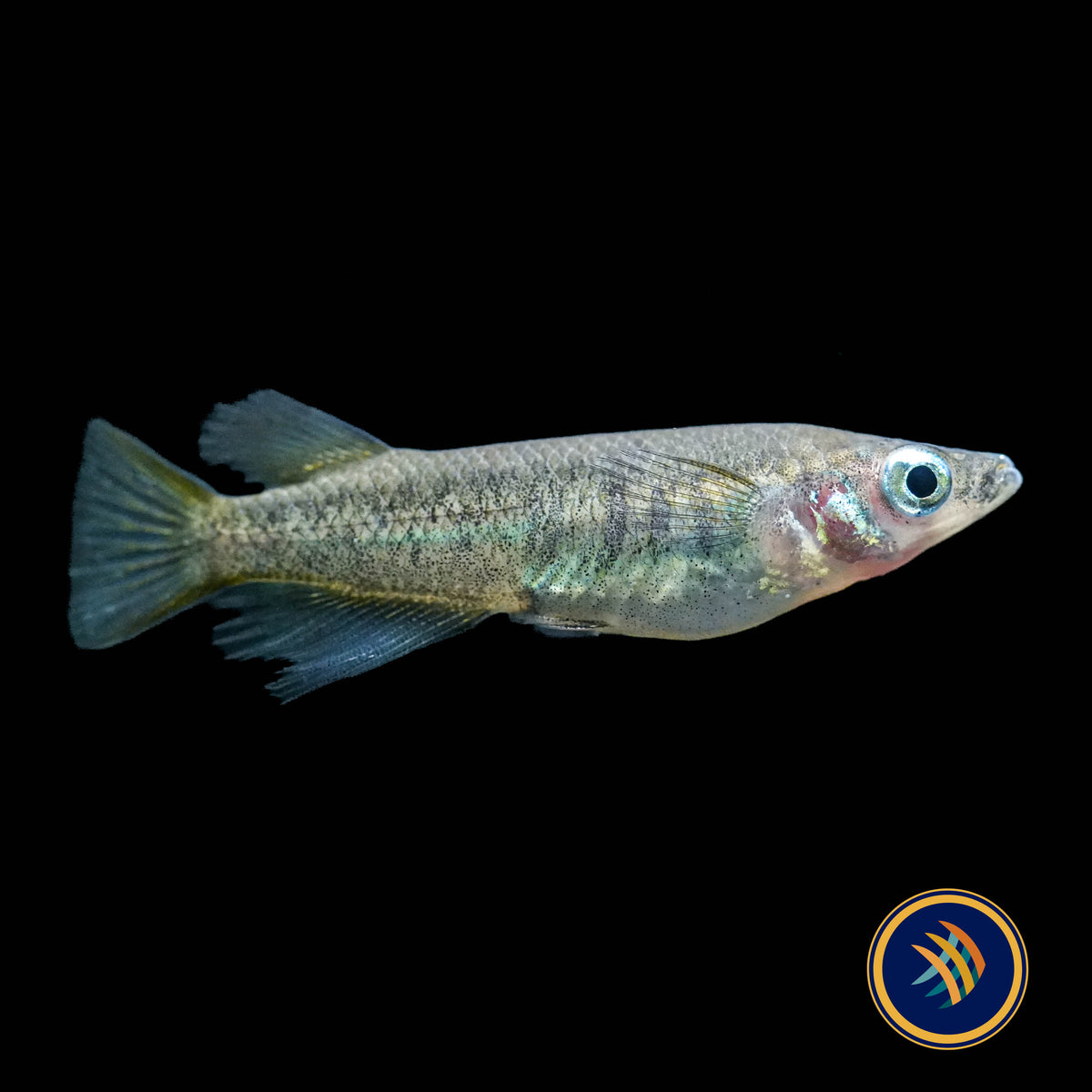 Oryzias eversi Rice Fish