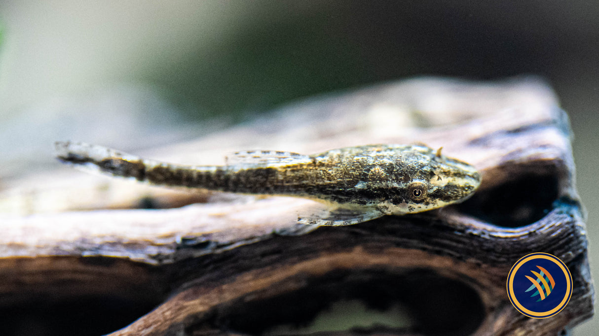 Otocinclus Negros (Otothyropsis piribebuy) Med-Large - Aquarium Glaser | Catfish Loaches & Plecos | Largest Tropical Fish Selection at Your Local Fish Store