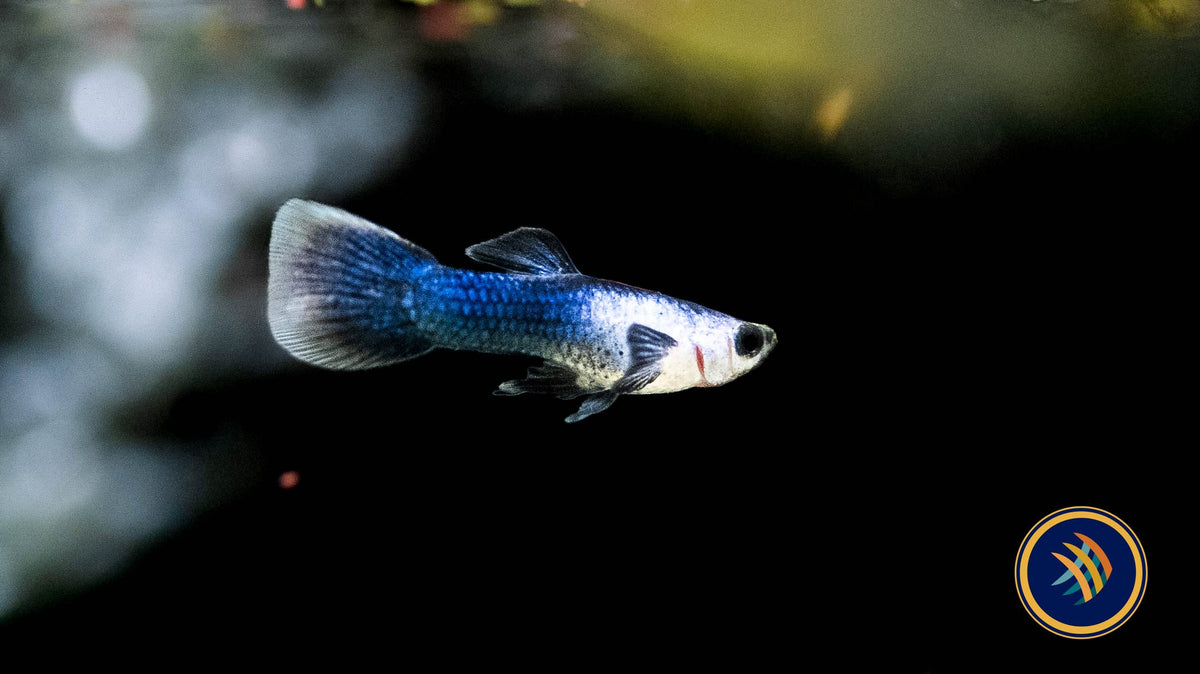 Panda (Mini) Guppy Pair | Livebearers | Largest Tropical Fish Selection at Your Local Fish Store