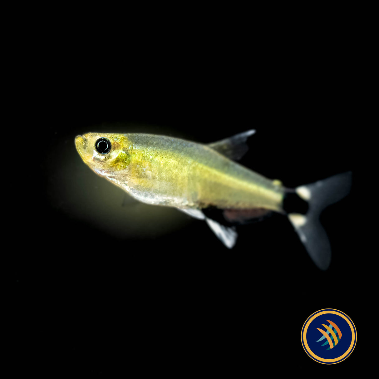 Panda Tetra (Aphyocharax paraguayensis) 2.5cm | Tetras Rasboras & Pencilfish | Largest Tropical Fish Selection at Your Local Fish Store