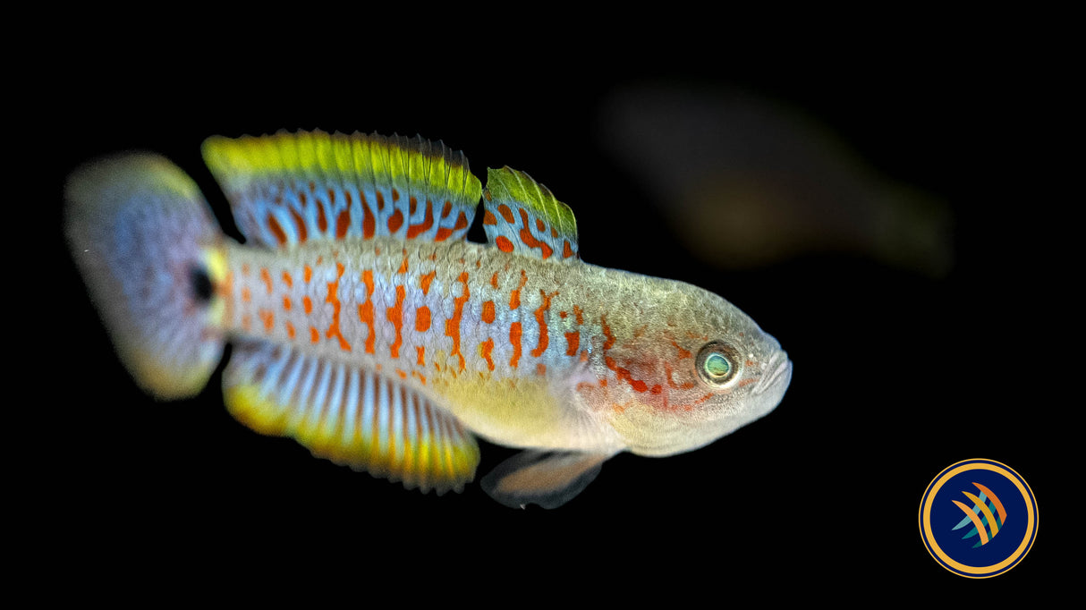 Peacock Gudgeon (Tateurndina ocellicauda) 3-4cm | Other Livestock | Largest Tropical Fish Selection at Your Local Fish Store