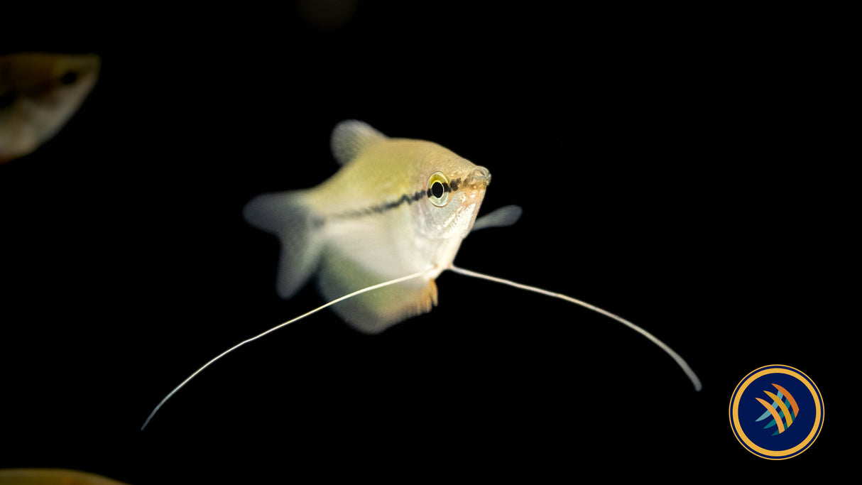 Pearl Gourami (Trichopodus leerii) | Cichlids Badis & Gouramis | Largest Tropical Fish Selection at Your Local Fish Store